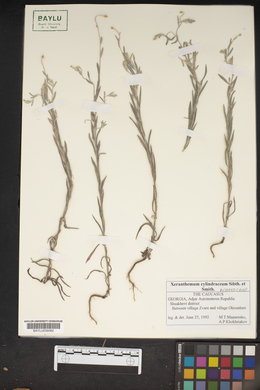 Image of Xeranthemum cylindraceum