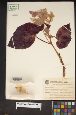 Image of Begonia dusenii
