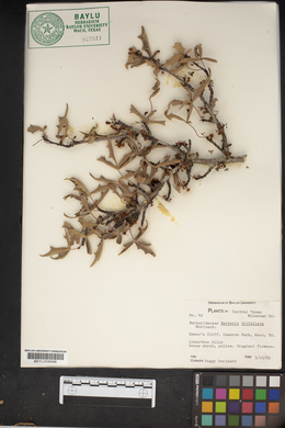 Mahonia trifoliata image