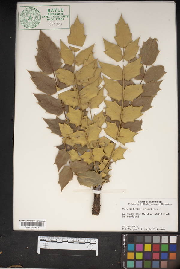 Mahonia bealei image