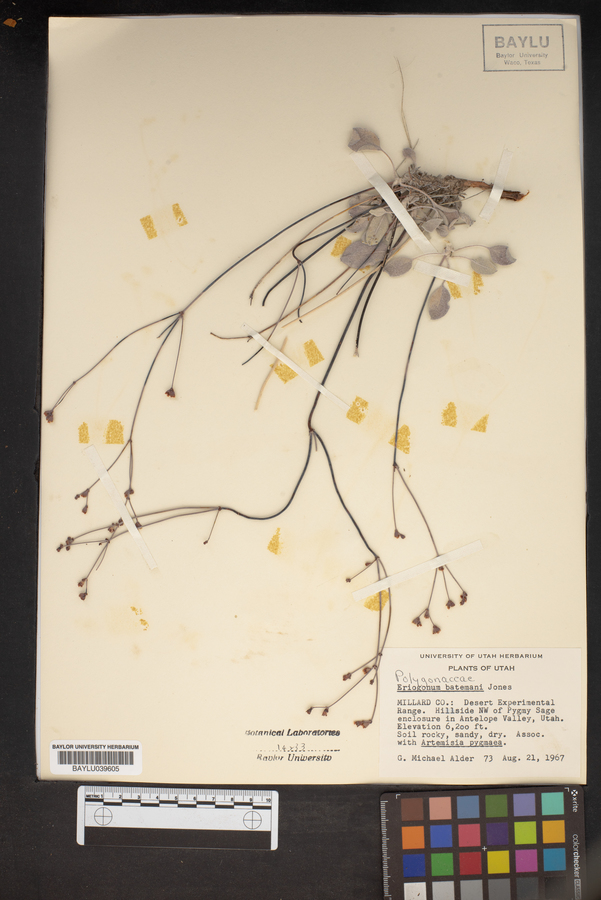 Eriogonum batemani image
