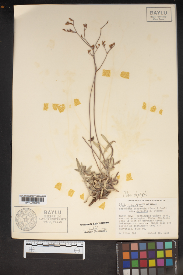 Eriogonum nudicaule subsp. garrettii image