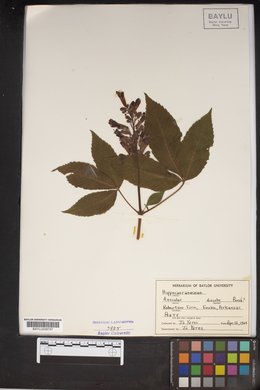 Aesculus discolor image