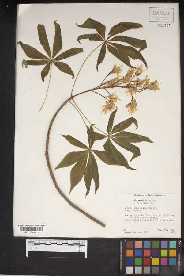 Aesculus arguta image
