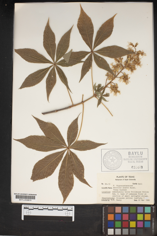 Aesculus arguta image