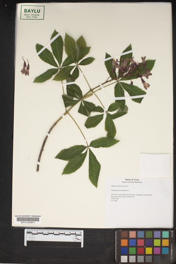 Aesculus pavia var. flavescens image