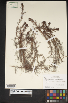 Myriophyllum heterophyllum image