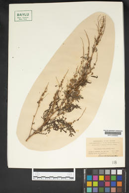 Ambrosia confertiflora image