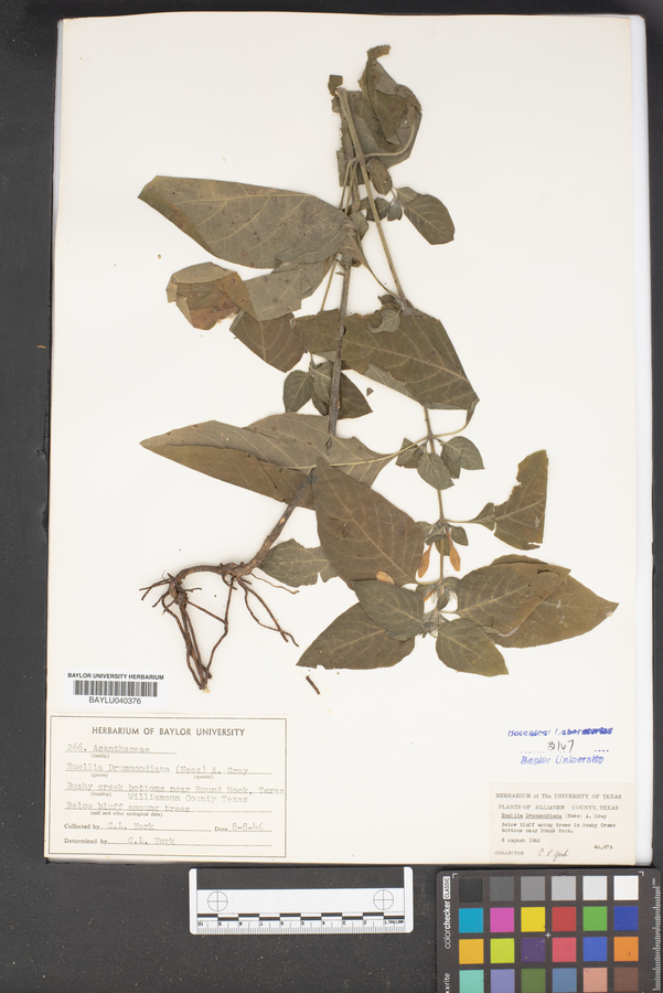 Ruellia drummondiana image