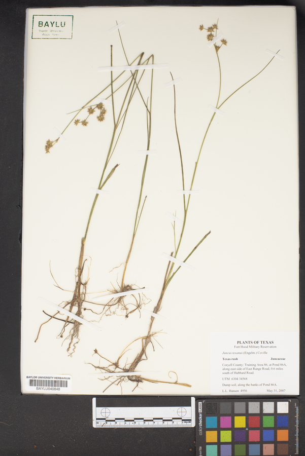 Juncus texanus image