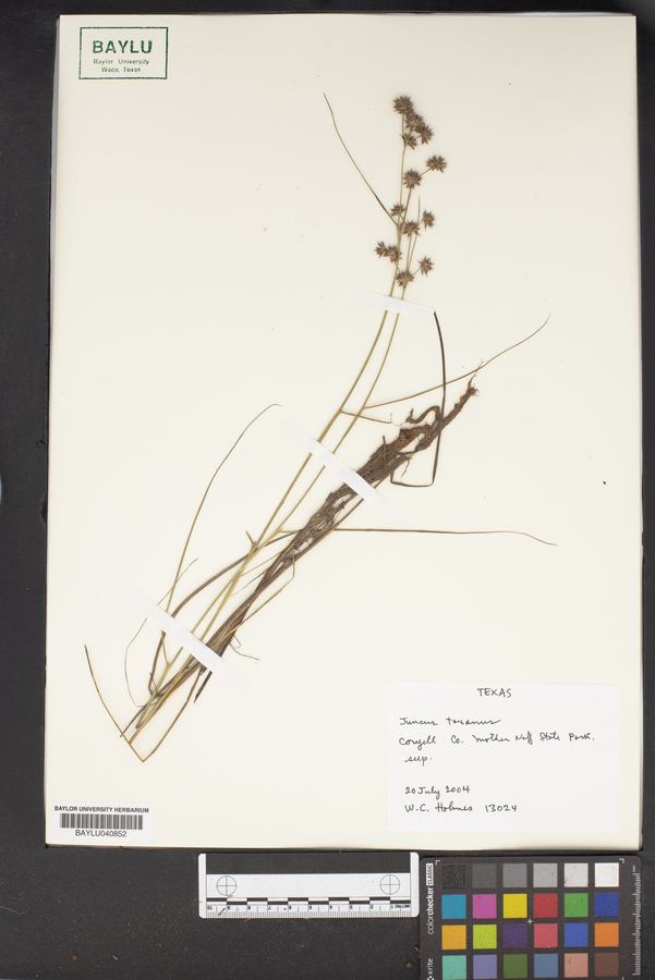 Juncus texanus image