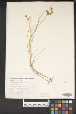 Juncus texanus image