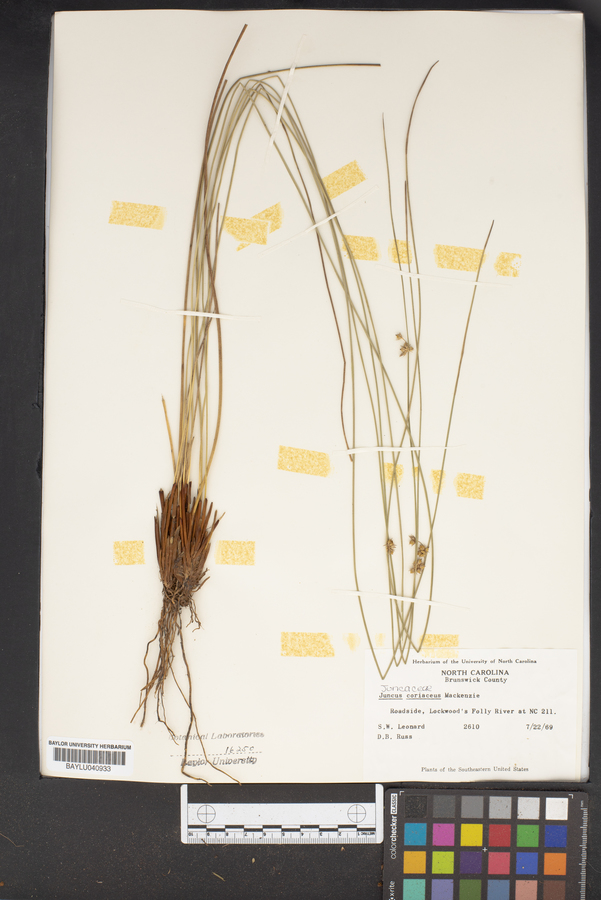 Juncus coriaceus image