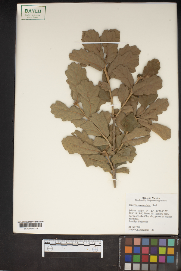 Quercus convallata image