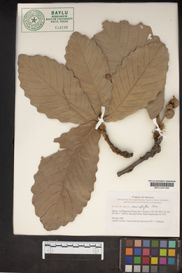 Image of Quercus macrophylla