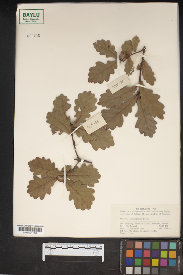 Quercus wutaishanica image