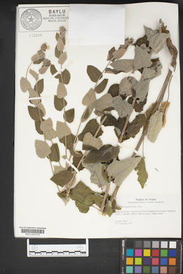 Berlandiera pumila image