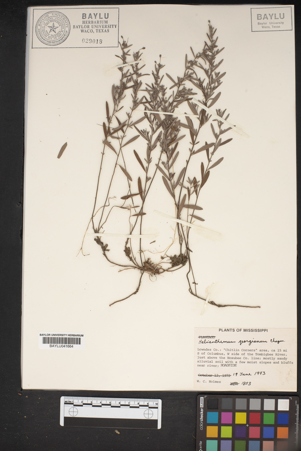 Helianthemum georgianum image