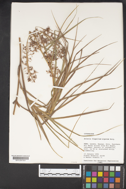 Scleria flagellum-nigrorum image