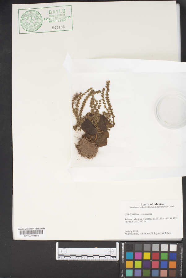 Dioscorea minima image