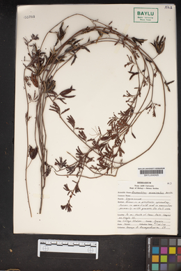 Desmanthus acuminatus image