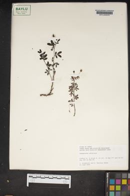 Desmanthus velutinus image