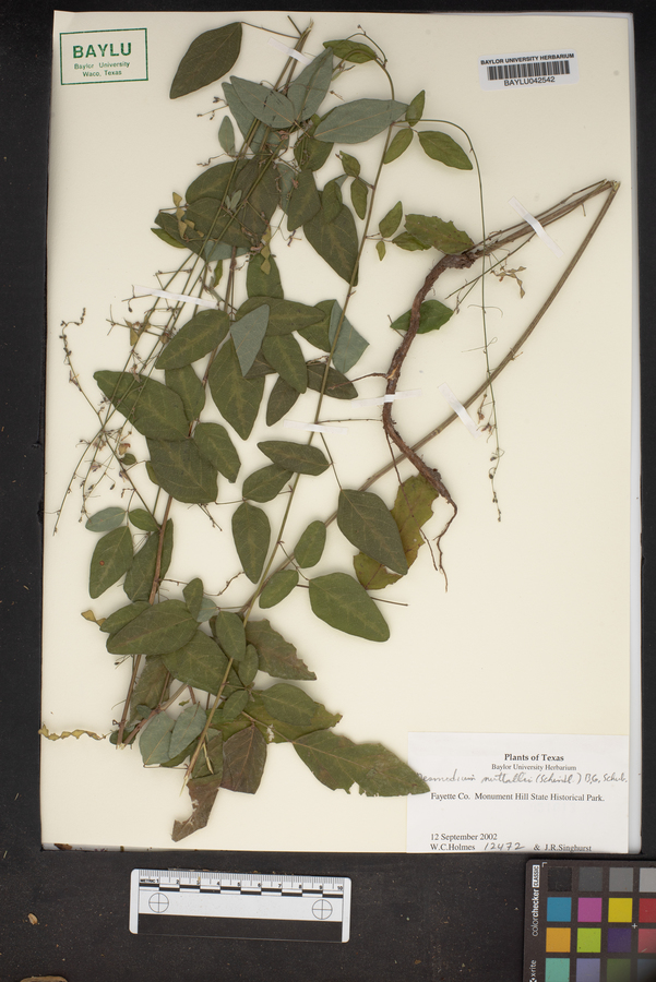 Desmodium nuttallii image