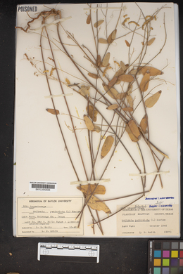 Meibomia paniculata image