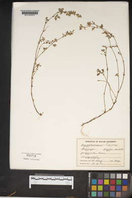 Medicago polymorpha image