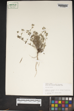 Medicago minima image