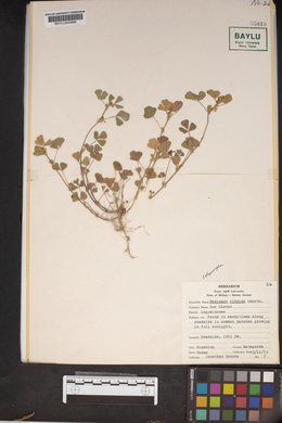 Medicago polymorpha image