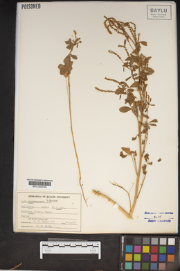 Melilotus indica image