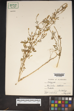 Melilotus indica image