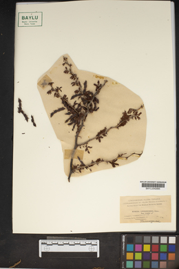 Mimosa aculeaticarpa image