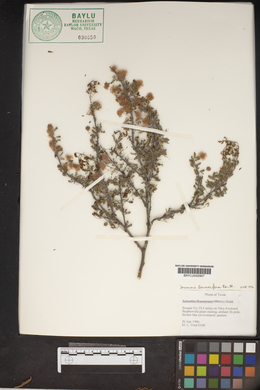 Mimosa aculeaticarpa image