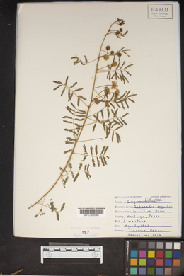 Mimosa microphylla image