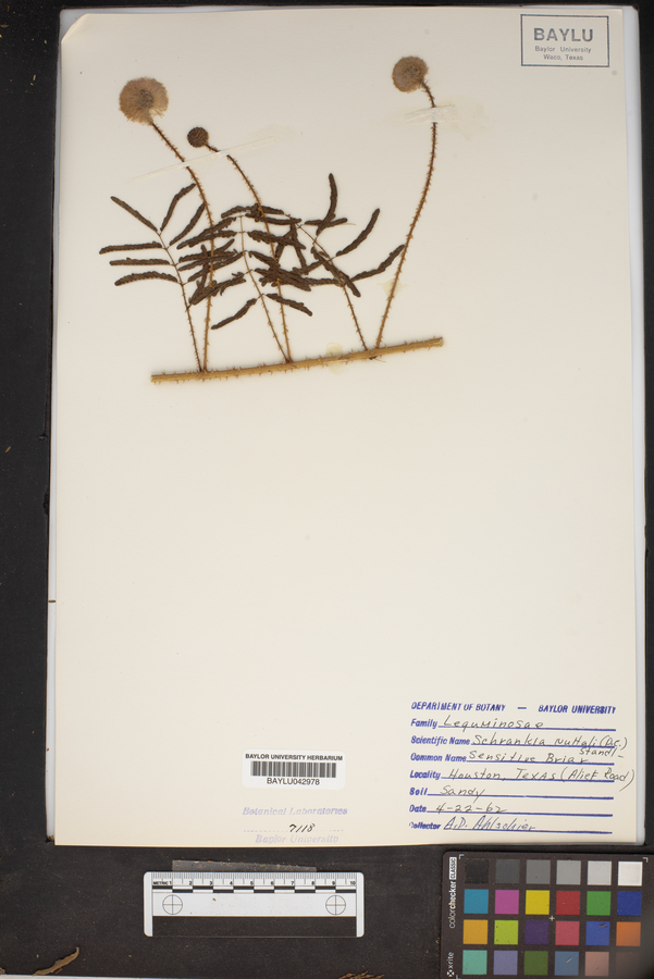 Schrankia nuttalii image