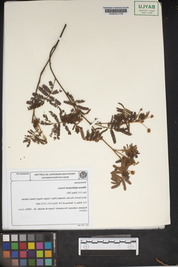 Mimosa lepidorepens image