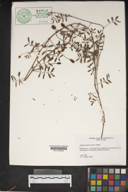 Neptunia lutea image