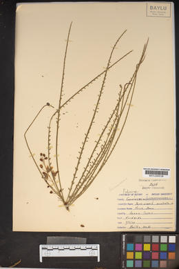 Parkinsonia aculeata image