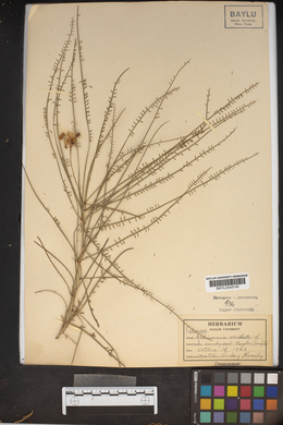 Parkinsonia aculeata image