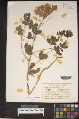 Orbexilum pedunculatum var. psoralioides image