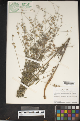 Pediomelum digitatum image