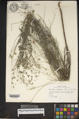 Pediomelum digitatum image