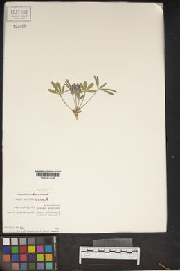 Psoralea scaposa image