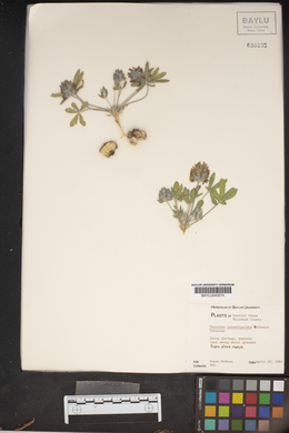 Pediomelum latestipulatum var. latestipulatum image