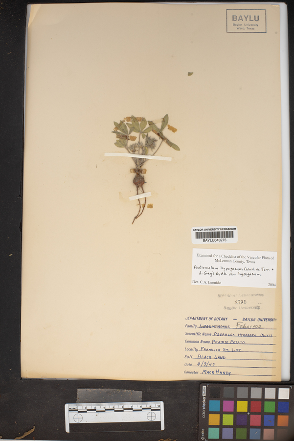 Pediomelum hypogaeum var. hypogaeum image
