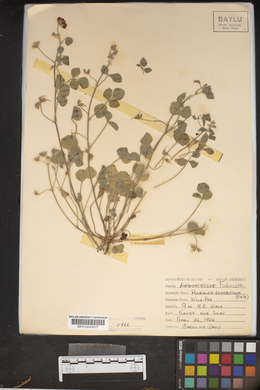 Pediomelum rhombifolium image