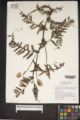 Vicia nigricans subsp. gigantea image