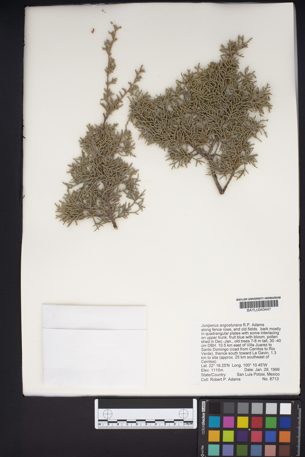 Juniperus angosturana image